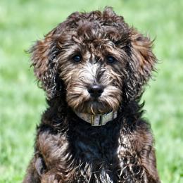 Tybee (Boy 4) - Merle male Goldendoodle puppy in Frederick, Maryland from Loving Doodles