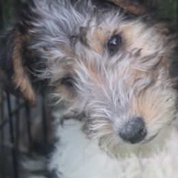 Silky Terriers and Wire Fox Terriers from Delayre Kennels