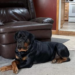 Diesel - Rottweiler
