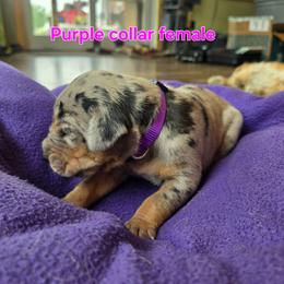 Purple collar - Merle female Great Dane puppy in Ulen, Minnesota from Hogenson Family Farm