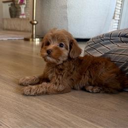 Ivy - Caramel female Australian Labradoodle puppy in Nashville, Tennessee from SF Australian Labradoodles