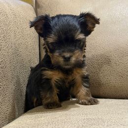 Boy 1- Itty Bitty - Black and tan male Yorkshire Terrier puppy in Delta, Colorado from SATA Kennels