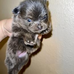 Pomeranian Puppies from Texas Tumbleweed Poms