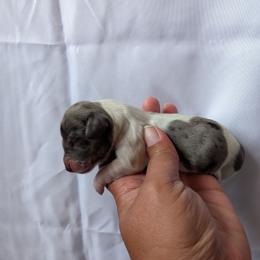 Male 1 - Piebald male Dachshund puppy in Battle Ground, Washington from Ferguson's Bulldogs