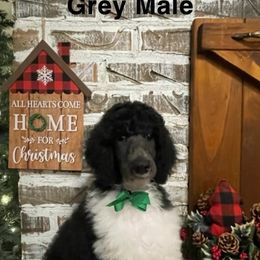 Poodle Puppies from Angies Standard Poodles