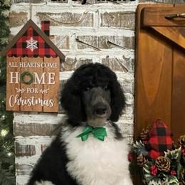 Poodle Puppies from Angies Standard Poodles