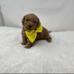 Maltipoo Puppies from Piper N Penny