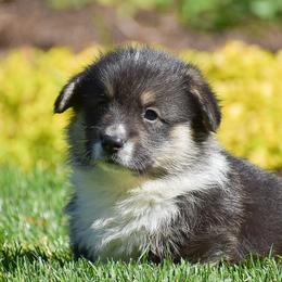 Freddy - Black and tan male Pembroke Welsh Corgi puppy in Morgantown, Pennsylvania from GoldStar Corgis (License Number 18519)