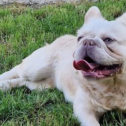 French Bulldogs from Buda Baby Frenchies