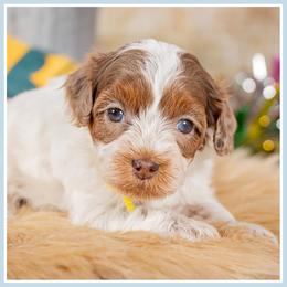 Hopps - Brown and white female Cockapoo puppy in Connersville, Indiana from Deaz Doodle Ranch