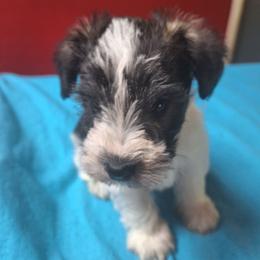 Patches - Parti male Miniature Schnauzer puppy in Warrenville, South Carolina from All Paws Pet Resort