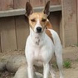 PAPRIKA - Rat Terrier