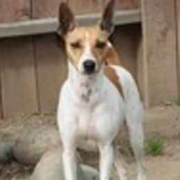 PAPRIKA - Rat Terrier