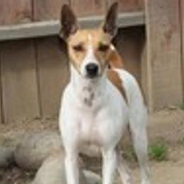 PAPRIKA - Rat Terrier
