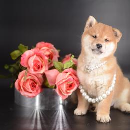 Saki 🩷 Red Girl - Red female Shiba Inu puppy in Neosho, Missouri from Sunny Terrace Shibas