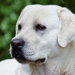 Heaven - Labrador Retriever