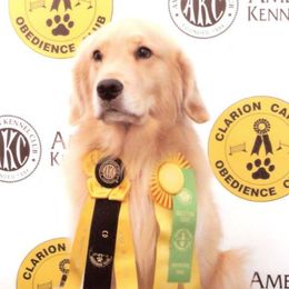 Golden Retrievers from Kathleen Moore's Golden Retrievers