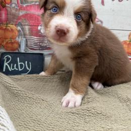 Ruby - Red tri-color female Australian Shepherd puppy in Purcell, Oklahoma from Lewis Aussie’s & Corgi’s