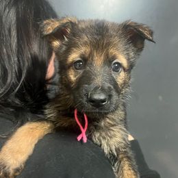Juno (pink collar) - Sable female German Shepherd puppy in Jerusalem, Arkansas from Sudenblick German Shepherds