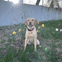 Labrador Retriever All Grown Up from Climbing Stone Labradors
