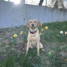 Labrador Retriever All Grown Up from Climbing Stone Labradors