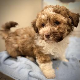 Coco - Red sable male Havanese puppy in Lancaster, South Carolina from 3 Bs Havanese-PUPPIES with  PURPOSE