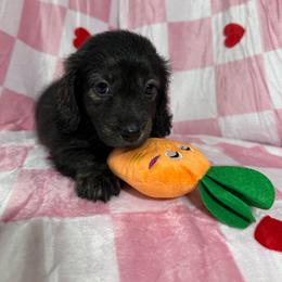 Orange - Brindle female Dachshund puppy in Waukegan, Illinois from Rolling and Howling Basset Hounds and Dachshunds