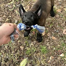 Belgian Malinois Puppies from Focused Obedient Belgian Malinois