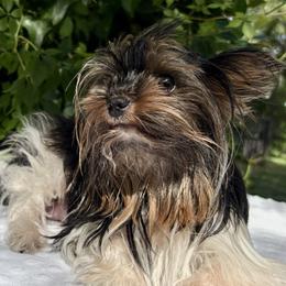 Angel - Biewer Terrier