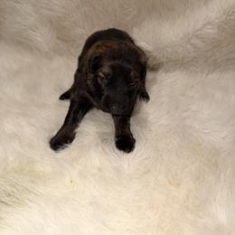 Girl 1 - Sable female German Shepherd puppy in Hollis Center, Maine from Noble German Shepherds of Maine