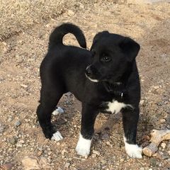 Canaan Dog Puppies from Kol Tuv Canaan Dogs