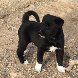 Canaan Dog Puppies from Kol Tuv Canaan Dogs