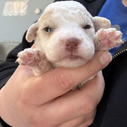 Perfect girl - White female Lagotto Romagnolo puppy in Chicago, Illinois from Midwest Lagotto Romagnolo