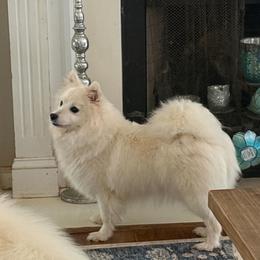 Gracie Lou - Japanese Spitz