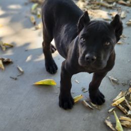 Cane Corso Puppies from JSM Corsos