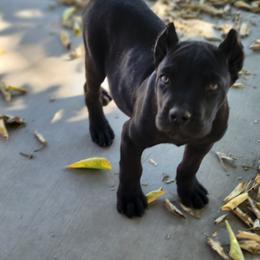Cane Corso Puppies from JSM Corsos