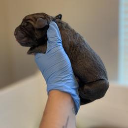 Blue boy - Gray and fawn male Cane Corso puppy in Lakeland, Florida from Valyrian Cane Corsos