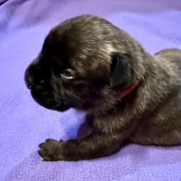 Boy 1 - Fawn brindle Bullmastiff puppy in Plainwell, Michigan from Merica's Bullmastiffs