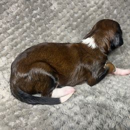 Girl 2 - Red female Aussiedoodle puppy in Alabama from SBA Aussies