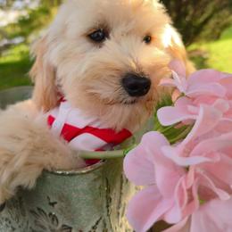 Pancake Our Sweet apricot Prince - Apricot male Goldendoodle puppy in Harrisonburg, Virginia from Curlytail Doodles