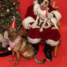 German Wirehaired Pointer All Grown Up from Grimmet German Wirehaired Pointers