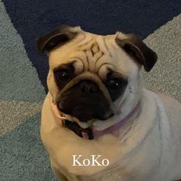 KoKo - Pug