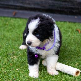Ziva - Black tri-color female Australian Shepherd puppy in Yulee, Florida from Towkach Mini Ranch