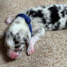 Bruce (Blue collar ) - Blue merle and white male American Corgi puppy in Omaha, Arkansas from DnD Corgis