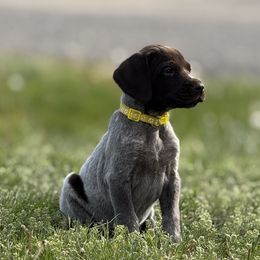 Girl 4 - Liver and white female German Shorthaired Pointer puppy in Laurel, Montana from Upland Points Gun Dogs