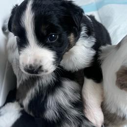 Toyota FurRunner - Black tri-color male Australian Shepherd puppy in Bennett, Colorado from Alolan Angel Aussies