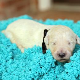 Australian Labradoodle, Bernedoodle, and Goldendoodle Puppies from Golden Fields Doodles