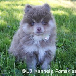 Nocturne - Lavender male Pomsky puppy in Centerville, Iowa from LJ Kennels Pomskies, LLC