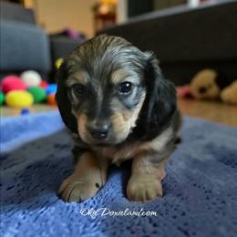 Trey - Cream male Dachshund puppy in Oklahoma City, Oklahoma from OkieDoxieland Dachshunds