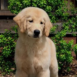 Golden Retrievers from Martha's Golden Retrievers